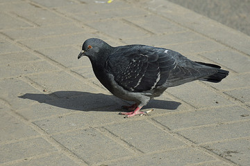 Street Pigeons