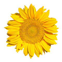 Naklejka premium Sunflower isolated on white background ,with clipping path