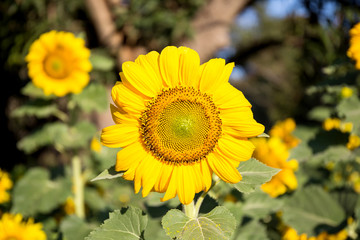 sunflower field