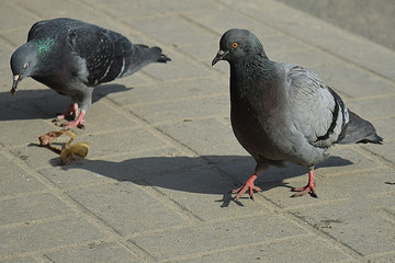 Street Pigeons