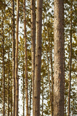 Fototapeta premium pine forest, Harriaman State Park, New York, USA