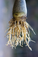 Closed up root of adenium or desert rose flower