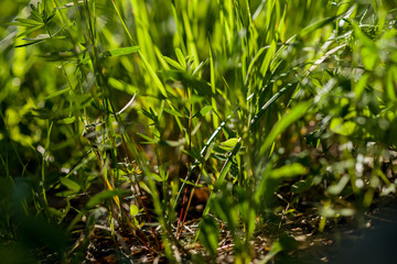 Green grass under the bright sun. Abstract natural backgrounds