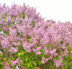 Fototapeta premium Beautiful lilac flowers.