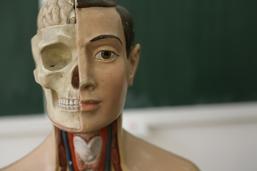 An anatomical model