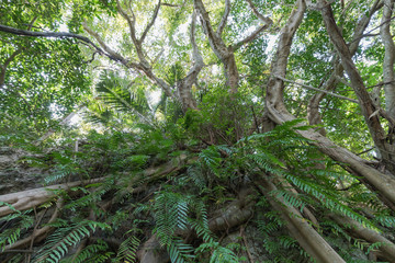 亜熱帯の森