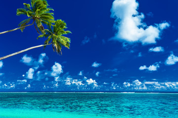 Palm trees on the vibrant beach, tropical Cook Islands