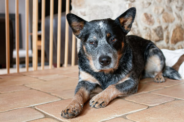 A pretty Australian cattle dog lying on the floor.