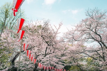 Fototapeta na wymiar Cherry blossoms in Ueno Park, Tokyo, Japan. Text mean Happy New Year