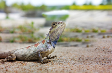 Closeup chameleon or tree lizard on the floor, wild chameleon in blurred nature background