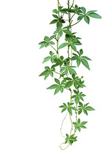 Wild morning glory climbing vine hanging with palmate green leaves and budding flower isolated on white background, clipping path included.