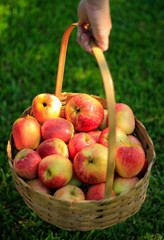 Basket Apple Hand Grass