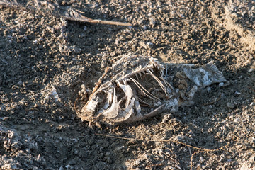 Salton Sea, California