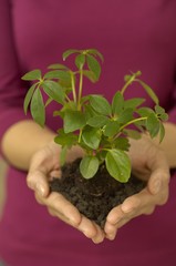Woman holding seedling