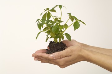 Person holding seedling