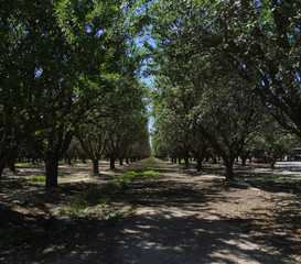 Orchard