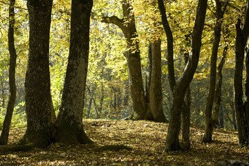 Fototapeta premium Trees in forest