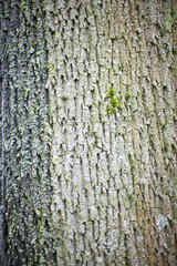 Fototapeta premium Bark of a tree