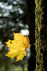 Yellow leave on tree