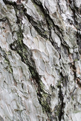 Bark of a tree