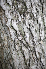Bark of a tree