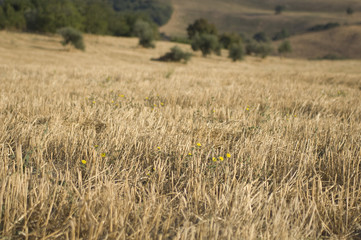 Stubble field