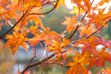 Maple tree leaves autumn fall scene