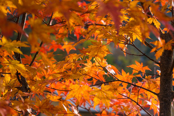 Maple tree leaves autumn fall scene