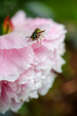 Blush Pale Pink Peony Peonies in the Rain with Bee
