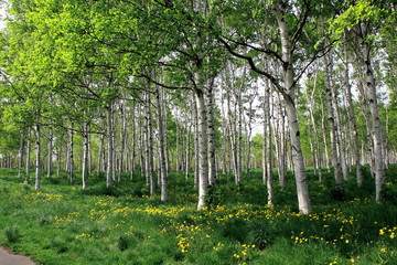 Four seasons of Sapporo Maeda Forest Park

