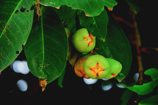 rose apple