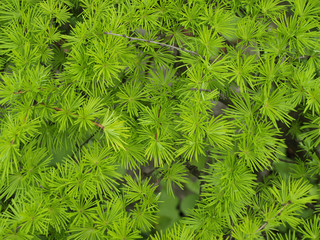 New green branch of larch tree