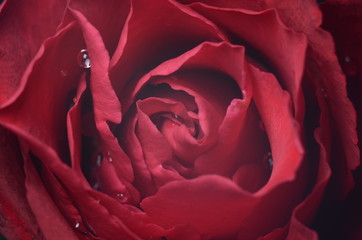 red rose, rose in macro