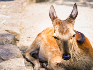 広島県 廿日市市 宮島 厳島神社 シカ