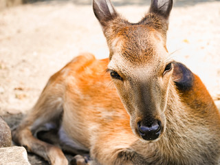 広島県 廿日市市 宮島 厳島神社 シカ