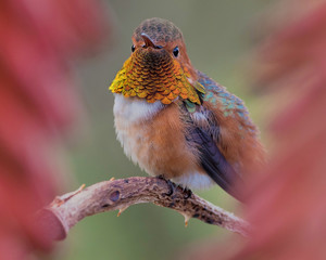 Vibrant colors of a male Allen's hummingbird.
