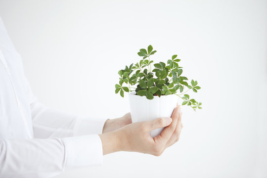 Person holding potted plant