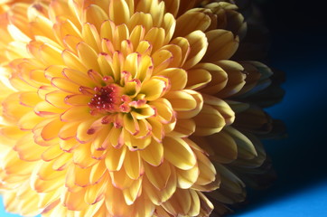 chrysanthemum flower, macro style
