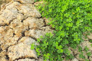 green leaves of marsilea crenata on dry ground.