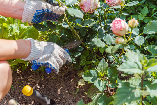 Woman In Gloves Trims A Rose Garden With The Help Of Secateurs