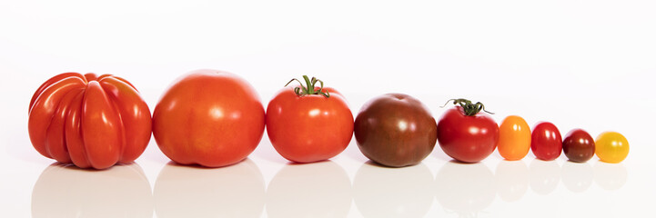 Tomatensorten vor Weiß, groß bis klein und viele Farben