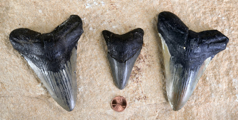 Megalodon Shark Teeth.