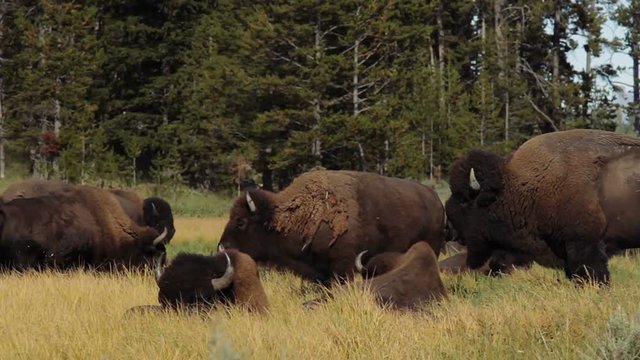 Bisons In Yellowstone National Park, United States - Graded and stabilized version. Watch also for the untouched, flat version.