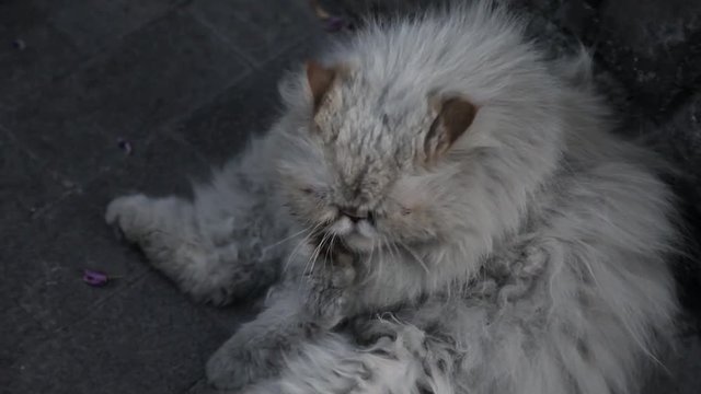 Old homeless cat on the street.