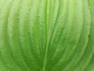 green leaf with drops of water hosts