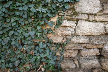 old wall from stone to half over the overgrown ivy
