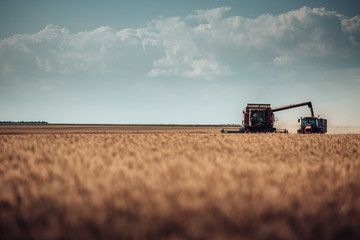 Fototapeta premium Combine harvester agriculture machine harvesting golden ripe wheat field