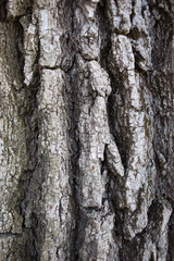 the background and texture of tree bark close-up
