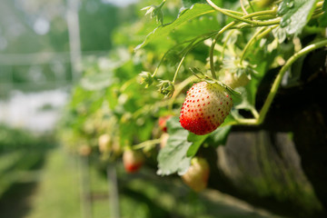 Freshness Strawberry in organic farm