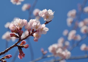 Japanese Cherry blossoms or Prunus kanzakura in early spring